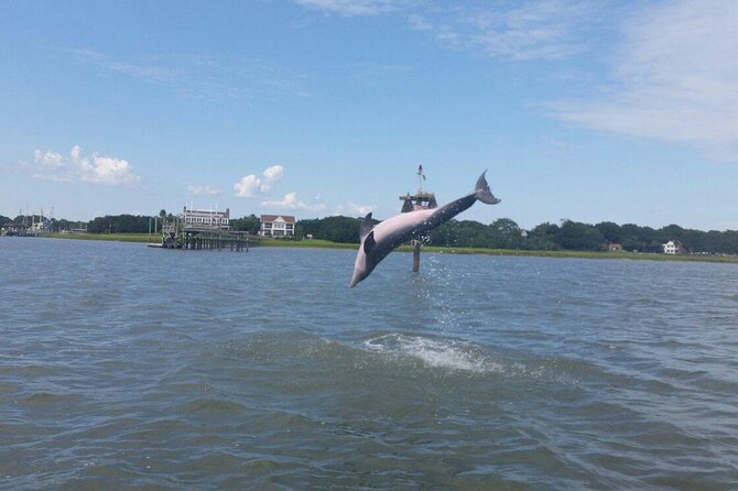 Private Dolphin Tour Charleston SC Review
