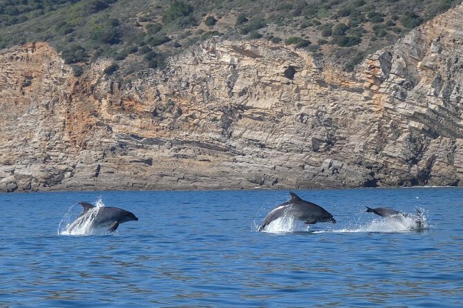 Private Dolphin Watching in Arrábida Natural Park