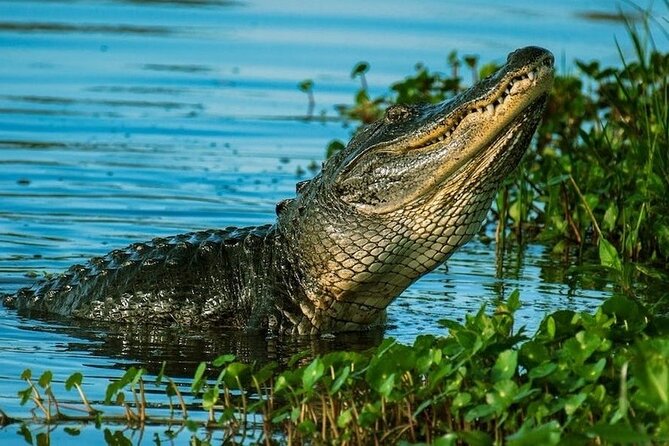 Private Everglades Tour Review: An Unforgettable Experience