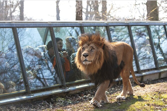 Private Excursion to Thoiry Zoosafari From Paris - Inclusions