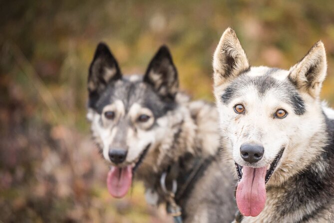 Private Fall Foliage Mushing Cart Ride in Fairbanks