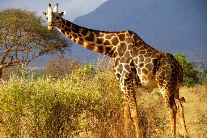 Private Full Day Tour to Tsavo East National Park - Tour Highlights