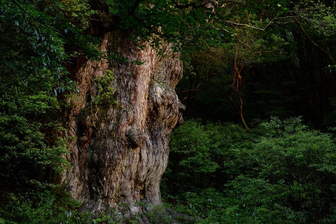 [Private Guide & Plan With Bento] Lets Walk in the Forest of Thousands of Years of Age! Jomon Cedar Day Trip Trekking [Special Lunch With Yakushima Ingredients! ]