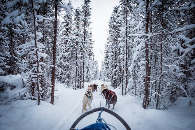 Private Guided Dog Sledding on the Historic Yukon Quest Trail