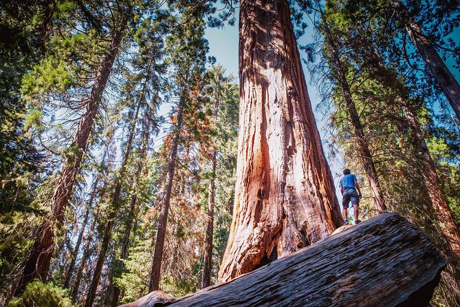 Private Guided Hiking Tour – Sequoia National Park