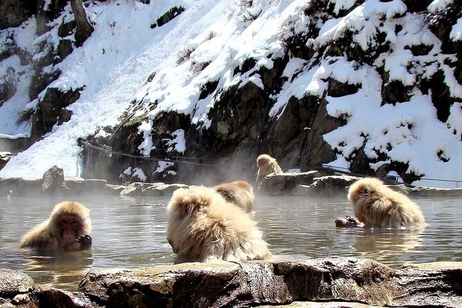 Private Nikko Tour With Transfer - Inclusions and Fees
