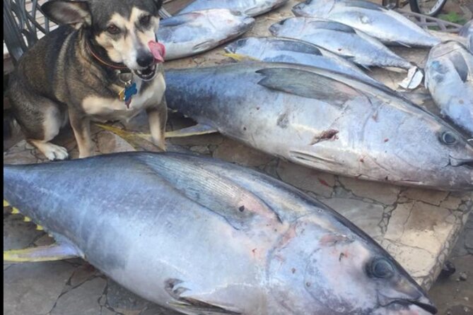 Private Offshore Fishing Charter From Port Aransas