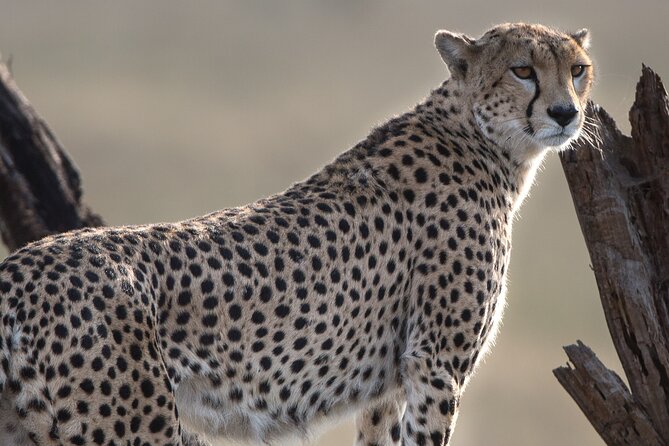 Private Serengeti Safari, Ngoro Crater & Tarangire National Park - Highlights of Serengeti National Park