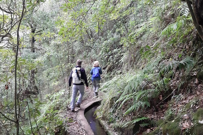 Private Service VIP Levada Dos Cedros – Fanal Walk - Tour Overview