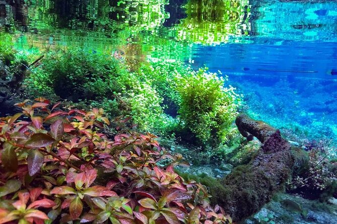 Private Snorkeling Expedition in the Florida Springs - Overview of the Snorkeling Expedition