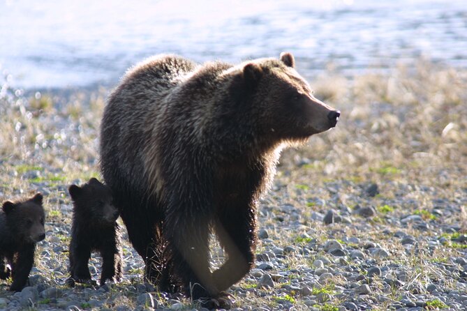 Private Sunrise Wildlife Adventure Review - Inclusions and Amenities