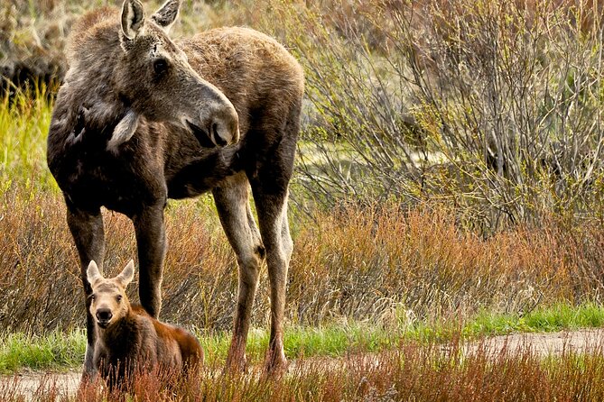 Private Sunset 4-Hour Grand Teton Wildlife Adventure