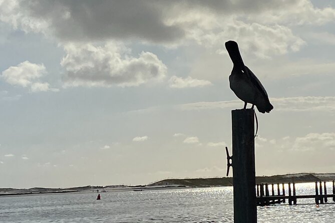 Private Sunset and Dolphin Cruise in Destin-Up to 16 Guests