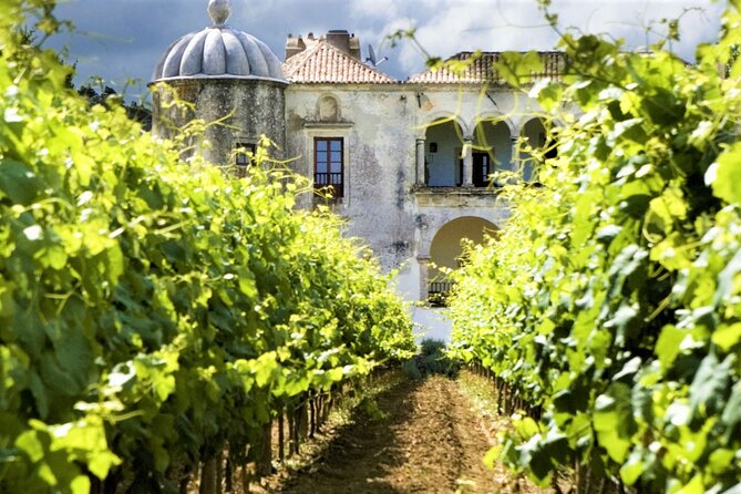 Private Tour Azeitão and Arrábida Wine Cellar From Lisbon