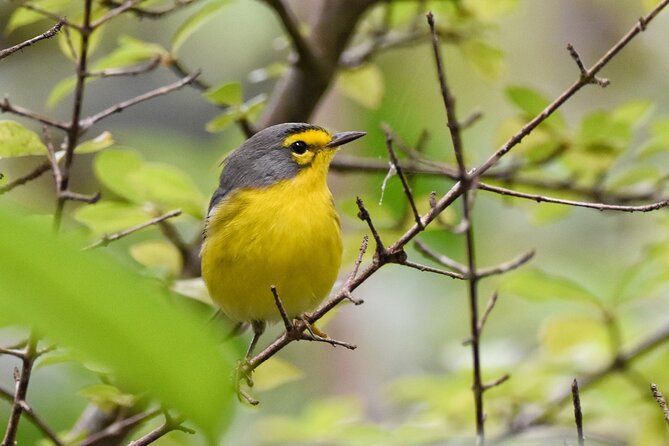 Private Tour Bird Watching in St Lucia