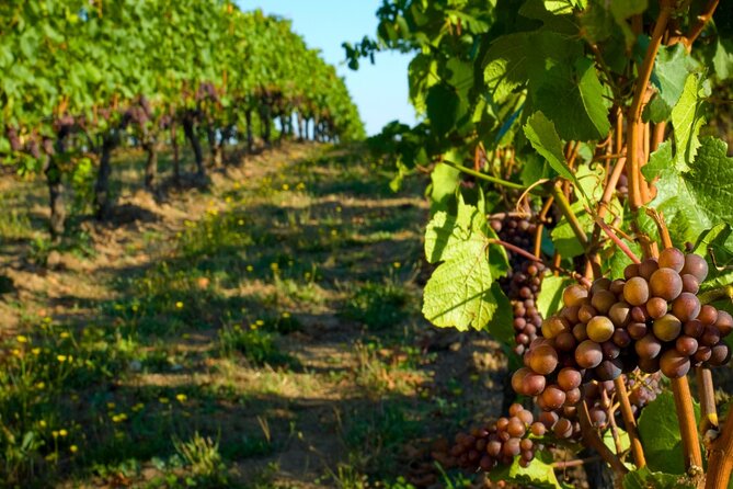 Private Tour of Taormina and Winery Visit in Etna From Taormina