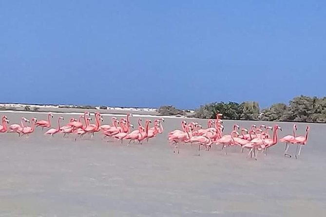Private Tour: Pink Flamingos, Maya Temples and Ek Balam - Itinerary Highlights