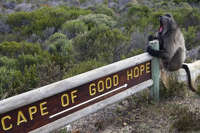 Private Tour:Cape of Good Hop>Seal Island>Chapman'Speak &Penguins - Tour Overview