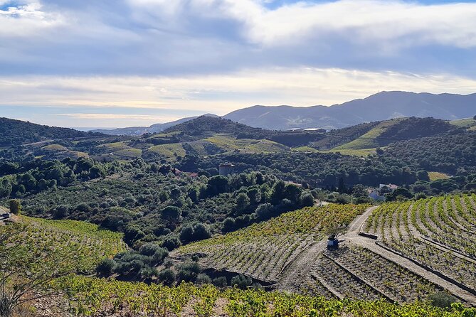 Private Walk In The Vineyards Of Collioure With Wine Tasting