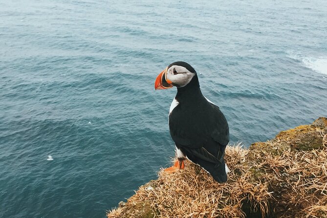 Private Westman Islands by Van and Ferry With PRO Photos