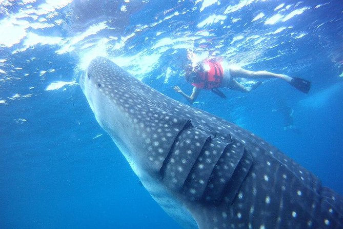 Private Whale Shark Ecofriendly Tour From Riviera Maya