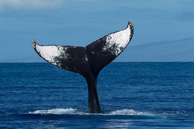 Private Whale Watching Tour of Oahu