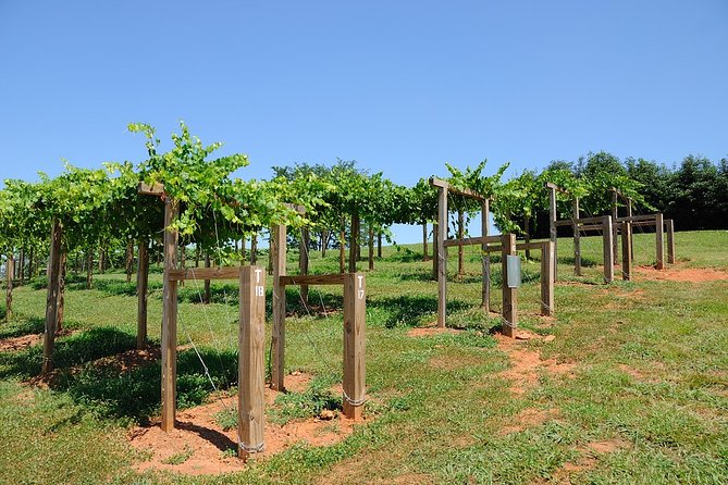 Private Wine Tour From Washington With Driver/Guide and Hotel Pick-Up