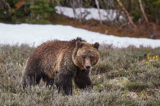 Private Yellowstone Lower Loop Tour