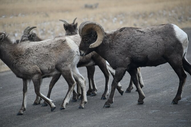 Private Yellowstone Park Van Tours From Bozeman