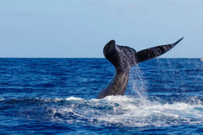 Punta Cana: Full Day Whale Watching + Montana Redonda With Lunch