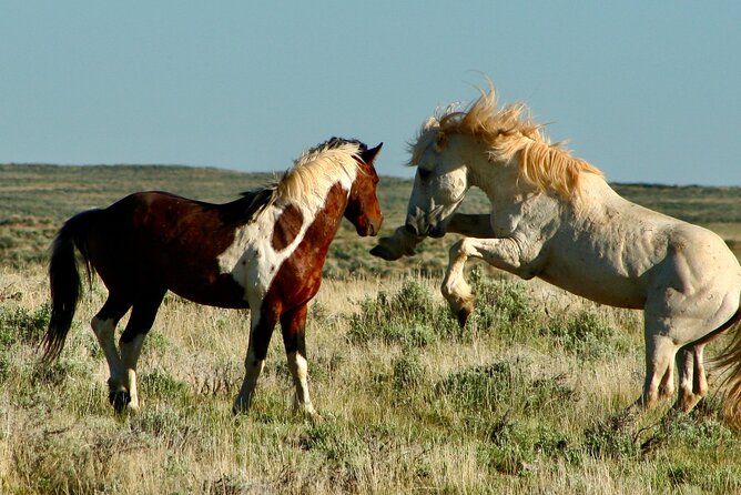 Red Canyon Small Group Wild Mustang Van Tours in Cody Wyoming - Overview of the Red Canyon Wild Mustang Tour