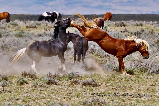 Red Canyon Wild Mustang Safari Review