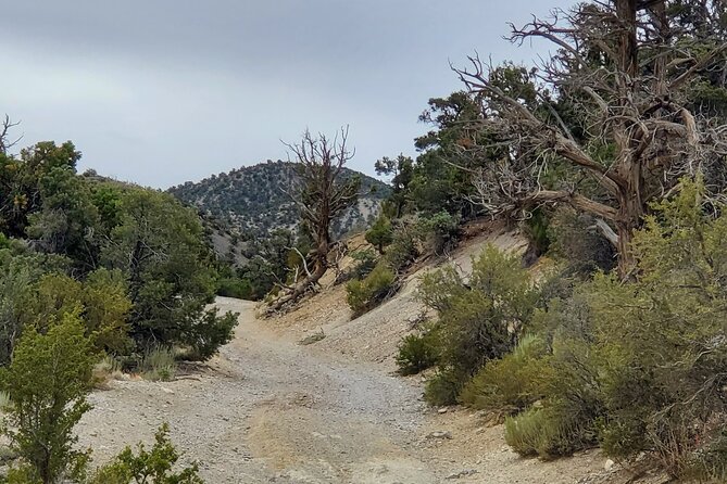 Red Rock Canyon Half Day Jeep Tour Review