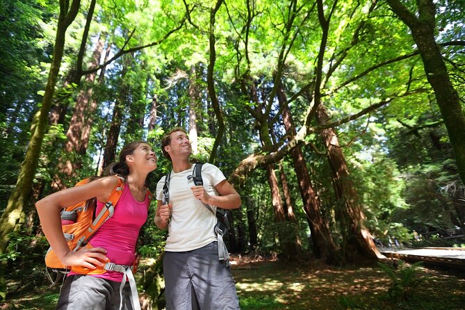 Redwood Retreat: Tour to Muir Woods From San Francisco