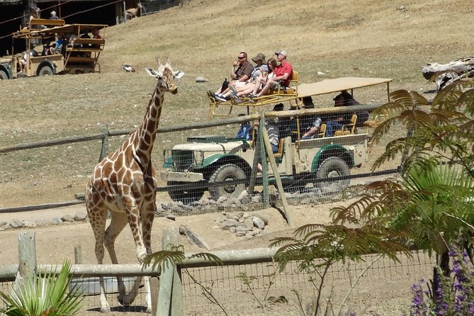 Redwoods and Wild Safari Adventure Review