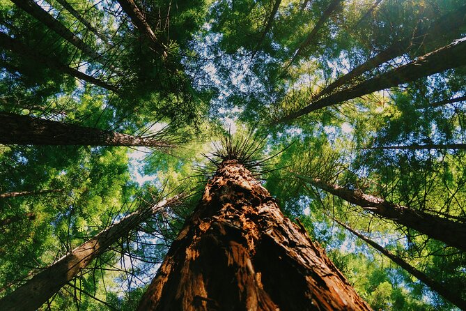 Redwoods Full-day Private Tour and Hike - Whats Included in Your Experience