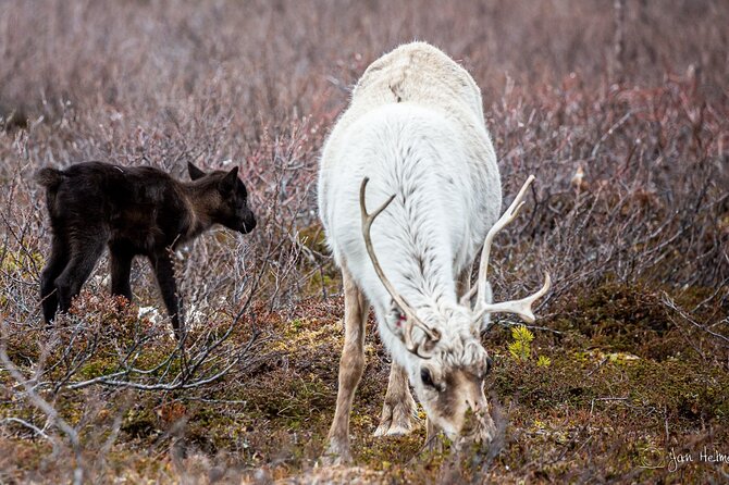 REINDEER CALVING EVENING TRIP - a Peaceful Walk to the CALVING Area - Tour Overview
