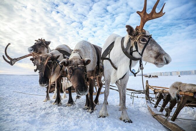 Reindeer Family Trip and Visit to the Husky Kennel