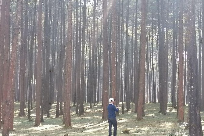 Round Trip to Menagesha Suba Forest Park