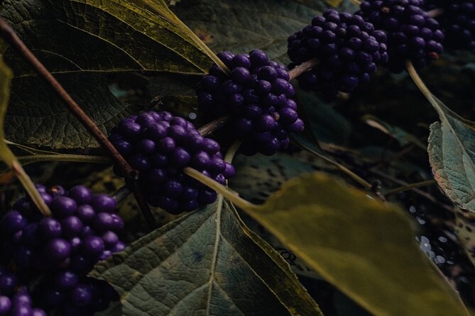 Rovaniemi: Mushrooms & Wild Berries Picking Tour