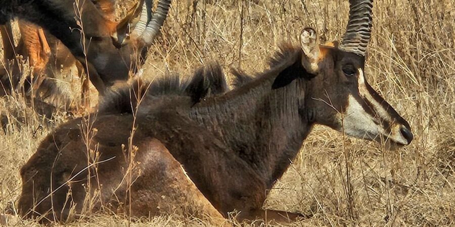 Safari and Lion Park / Cradle of Humakind, Maropeng Museum