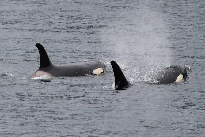 Saltwater Expedition Sightseeing & Wildlife Review