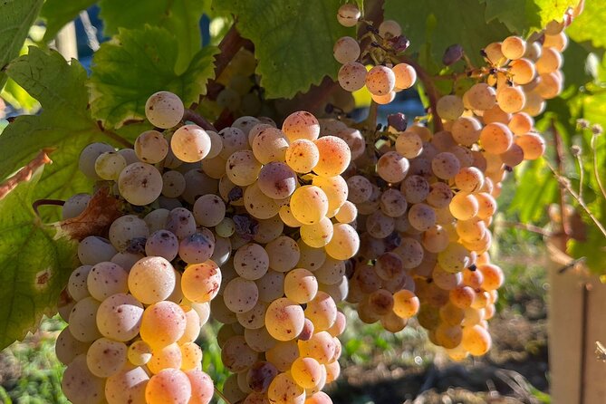 Savoie Wine Route From Lyon