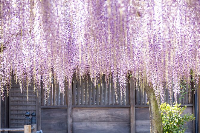 Scenic Tour of Kuroki and Nakayama Wisteria in Fukuoka YokaBus