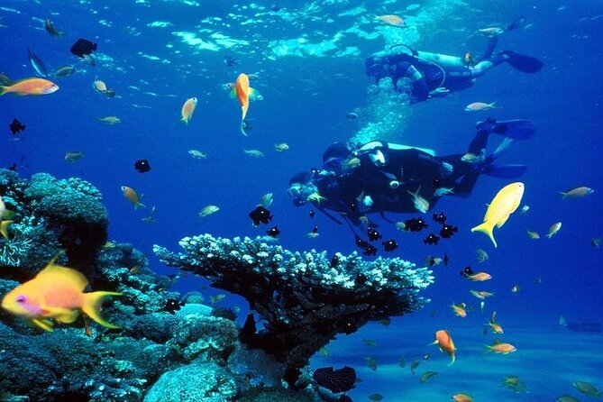 Scuba Diving for Beginners W/ Lunch & Transfer – Sharm El Sheikh