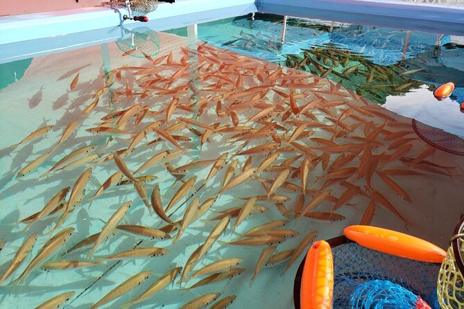 Seawater Fishing Pond and Hamayaki Grill BBQ Experience