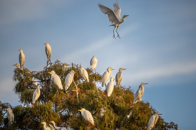 See the Real Florida With a Private Nature and Wildlife Boat Tour