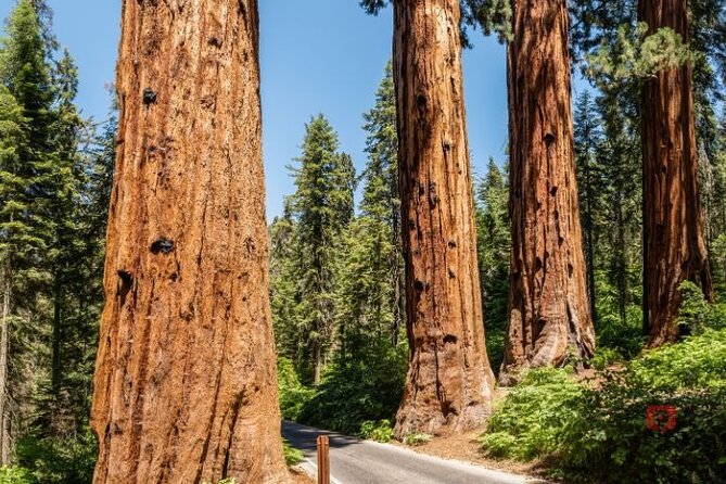 Self-Guided Audio Driving Tour in Sequoia and Kings Canyon