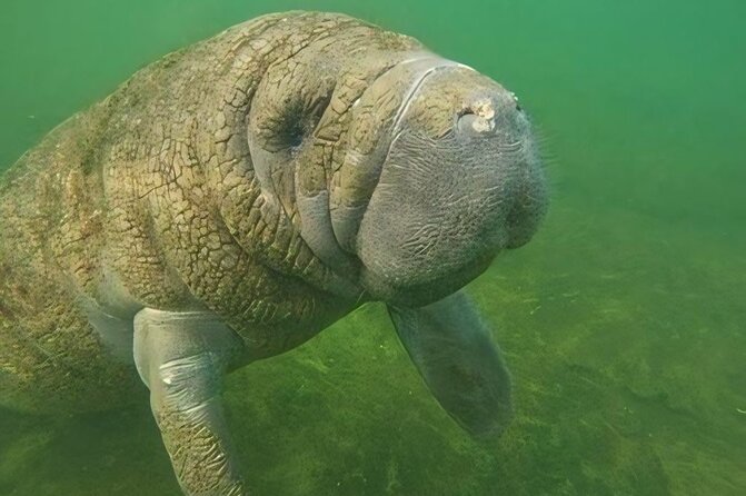 Semi-Private Manatee Swim Tour With Guide (Photos Included)