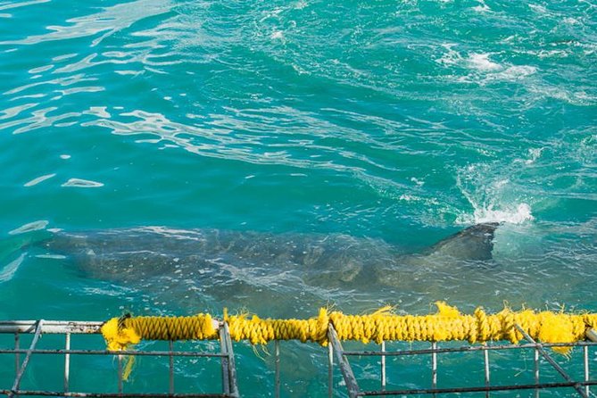 Shark Cage Diving - Scenic Drive to Gansbaai